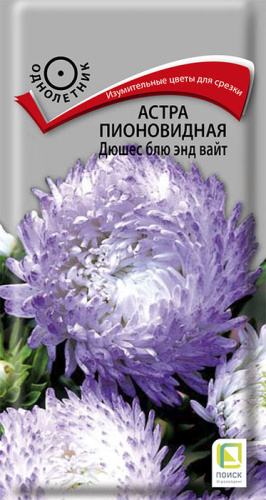 Астра Дюшес блю энд вайт пионовидная