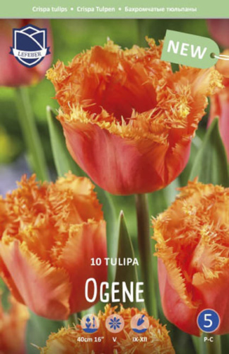 Тюльпан Оген /10шт