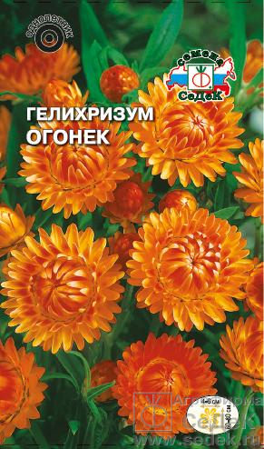 Гелихризум Огонёк 