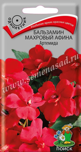 Бальзамин Афина F1 Артемида махровый