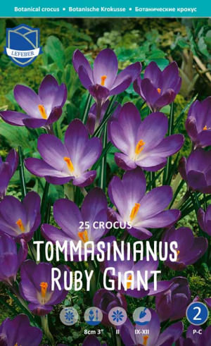 Крокус tommasinianus "Ruby Giant" (1х25шт)