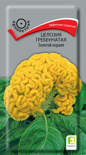 Целозия гребенчатая Золотой коралл 