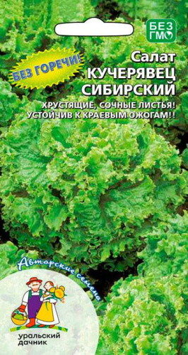 Салат Кучерявец Сибирский