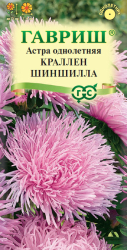 Астра Краллен Шиншила