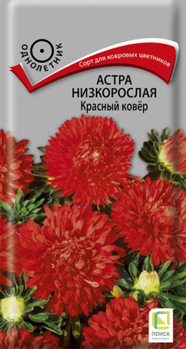 Астра Ковер Красный низкорослая П