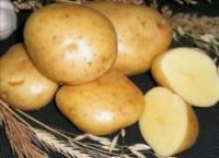 Картофель семенной Гала 2кг/10 купить