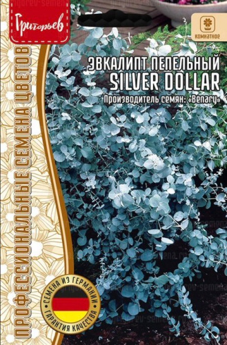 Эвкалипт Сильвер Доллар (Silver Dollar) пепельный