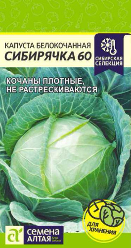Капуста Сибирячка 60