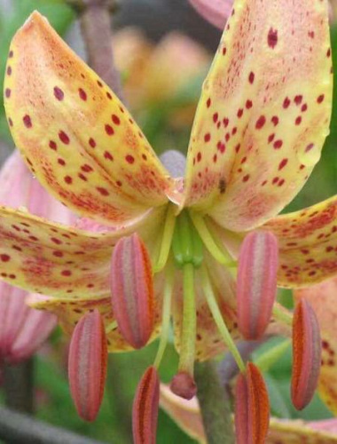 Лилия Пеппард Голд мартагон /1шт