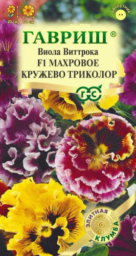 Виола Витрокка Махровое кружево Триколор