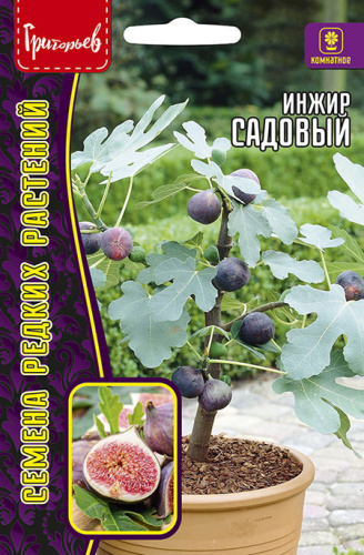 Инжир Садовый 