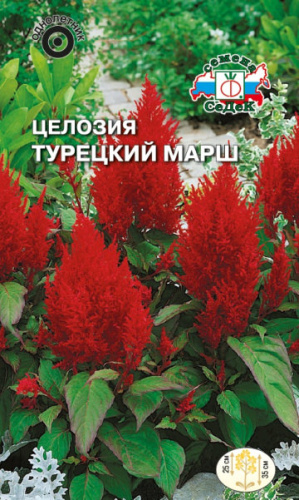 Целозия Турецкий марш перистая