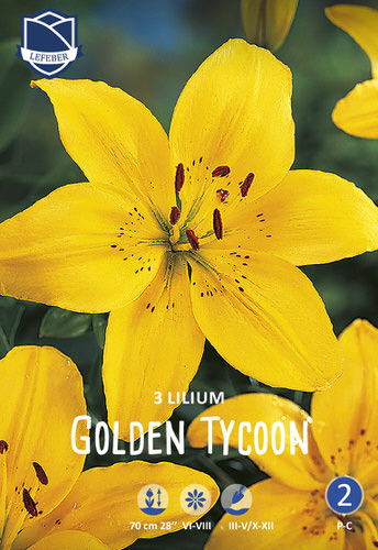Лилия азиатская Golden Tycoon /3шт