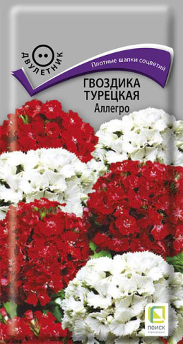 Гвоздика Аллегро турецкая