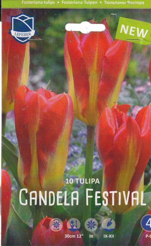 Тюльпан Фостера "Candela Festival" (1х10шт)