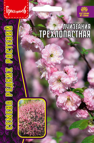 Луизиания Трёхлопастная (Миндаль)