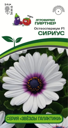 Остеоспермум Эклона F1 Звезды Галактики Сириус