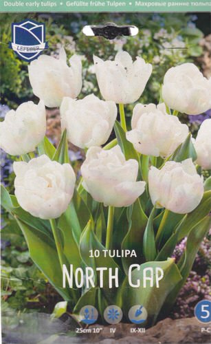 Тюльпан махровый ранний "North Cap" (1х10шт)