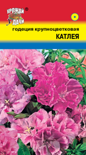 Годеция Катлея крупноцветковая 