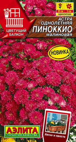 Астра Пиноккио розовая Цветущий балкон