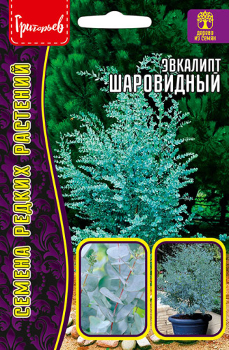 Эвкалипт Шаровидный