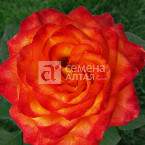 Роза Хай Меджик