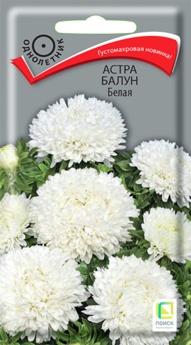 Астра Балун Белая 