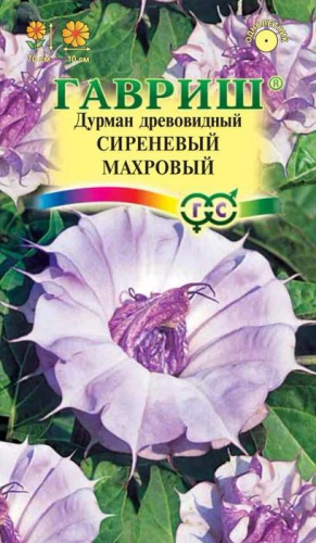 Дурман Сиреневый Махровый древовидный