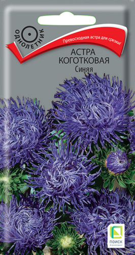 Астра Синяя коготковая