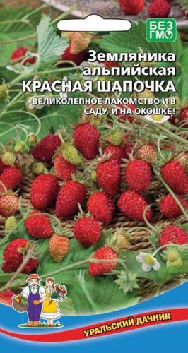 Земляника Красная шапочка альпийская