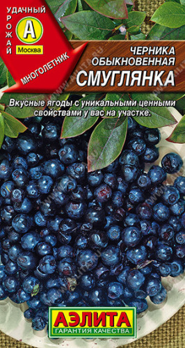 Черника обыкновенная Смуглянка