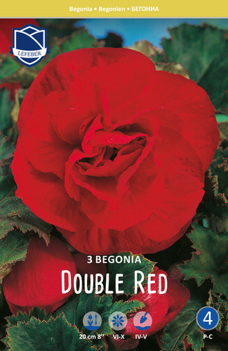 Бегония махровая XXL Double RED /3шт