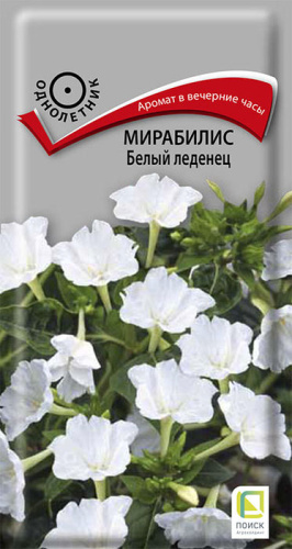 Мирабилис Белый леденец