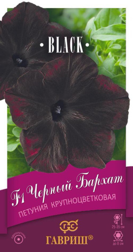 Петуния Черный бархат F1 крупноцветковая