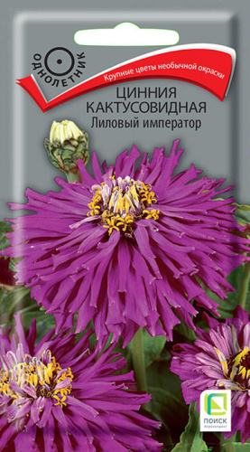 Цинния Лиловый император кактусовидная