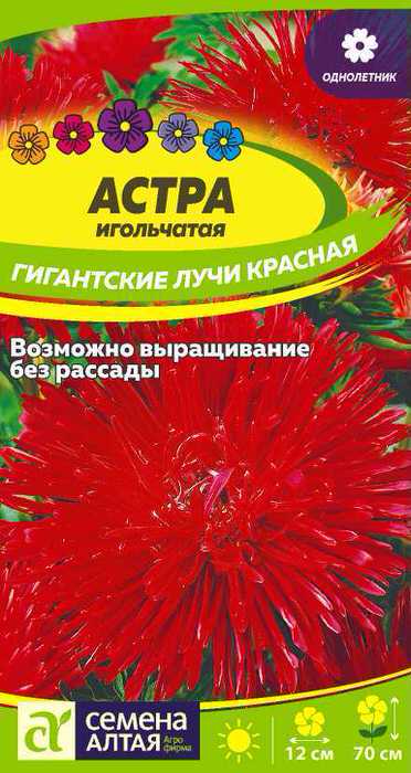 Астра Гигантские лучи Красная