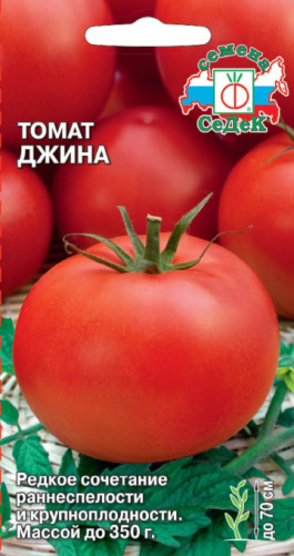 Томат Джина 