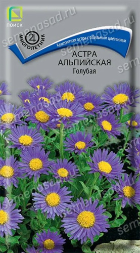 Астра альпийская Голубая