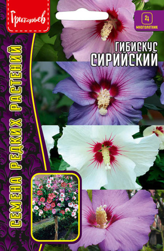 Гибискус Сирийский