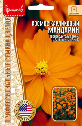 Космос Мандарин карликовый серножёлтый