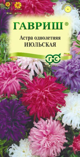 Астра Июльская смесь