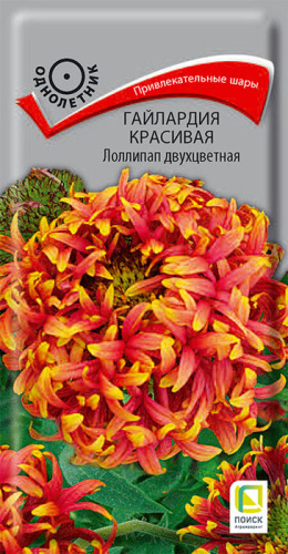 Гайлардия Лоллипап двухцветная красивая