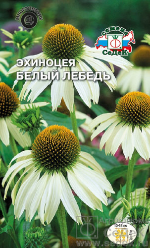 Эхинацея Белый лебедь 