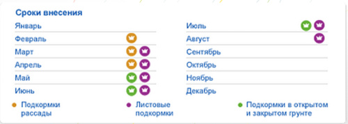 томат