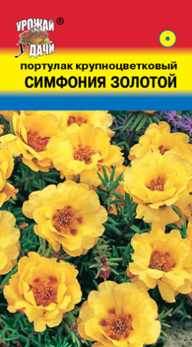 Портулак крупноцветковый Симфония Золотой