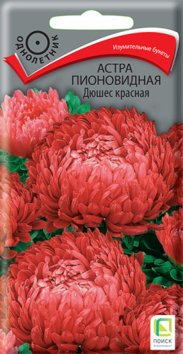 Астра Дюшес красная пионовидная