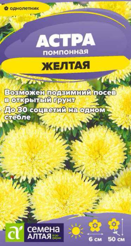 Астра Жёлтая помпонная