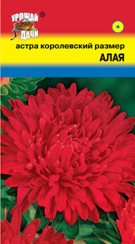 Астра Королевский Размер Алая