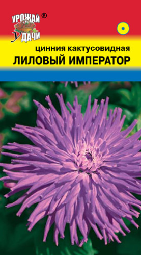 Цинния Лиловый император кактус.