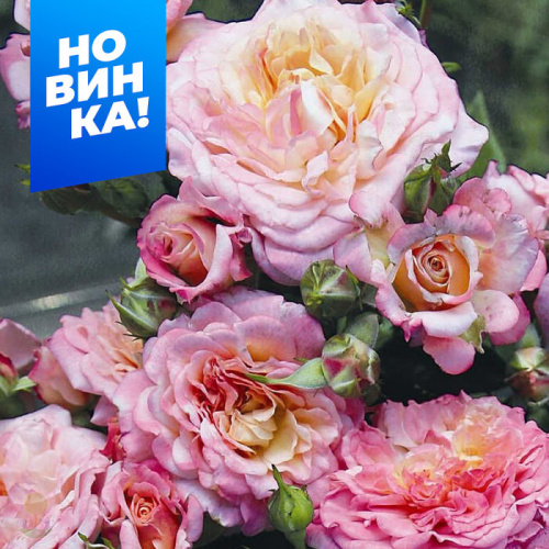 Роза Кантри Гёрл